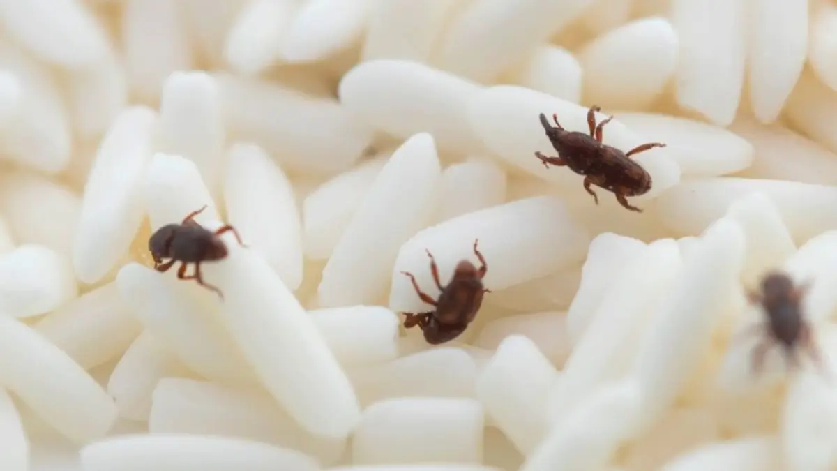 Gorgojos en la cocina: cómo prevenir y eliminar esta molesta plaga