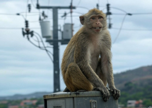 Un mono provoca un apagón nacional en Sri Lanka