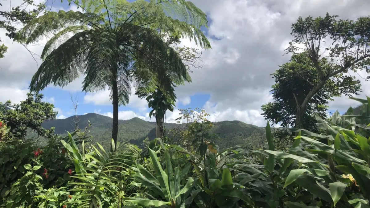 Encuentran con vida a hombre de origen paquistaní extraviado en bosque de Puerto Rico