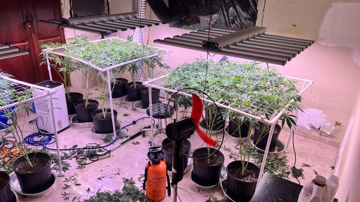DNCD desmantela invernadero para cultivar marihuana en La Vega; arrestan un hombre