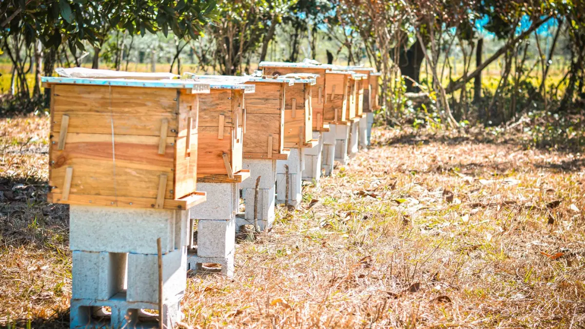 Impulsan protección ambiental a través de apiarios en El Limón, Samaná
