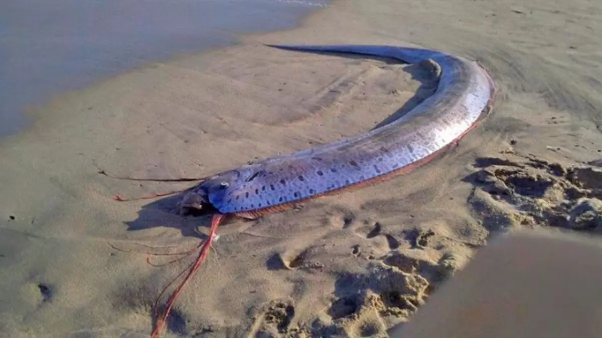 Misterios del pez remo: ¿por qué se le asocia con el fin del mundo?