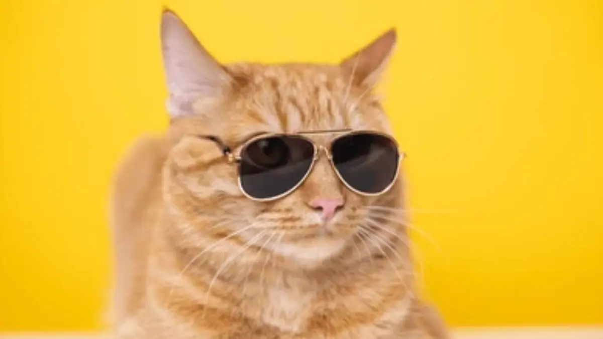 Día Internacional del Gato: ¿por qué se celebra 3 veces al año?