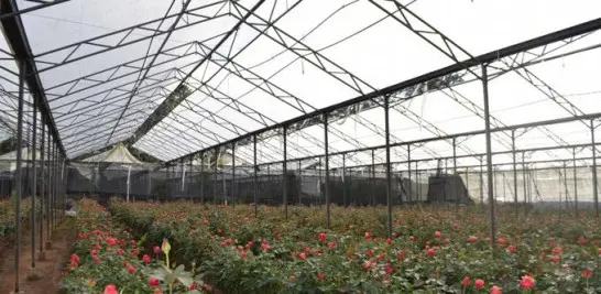 Largas tandas de apagones generan pérdidas en invernaderos de Constanza