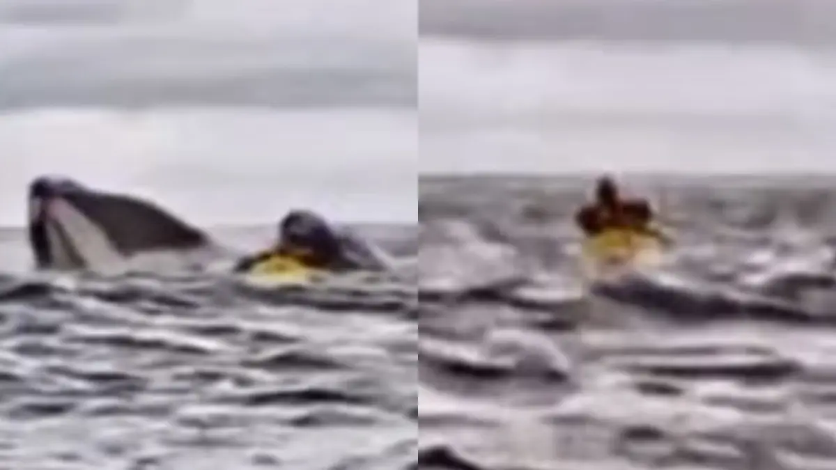 Momento de terror: ballena engulló a un joven que hacía kayak en las costas de Chile