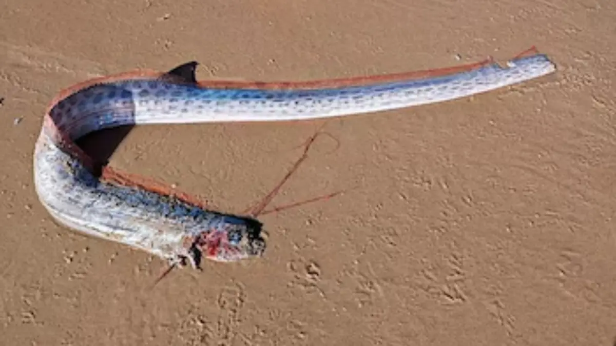 El enigmático pez del fin del mundo deja boquiabiertos a turistas en Baja California Sur