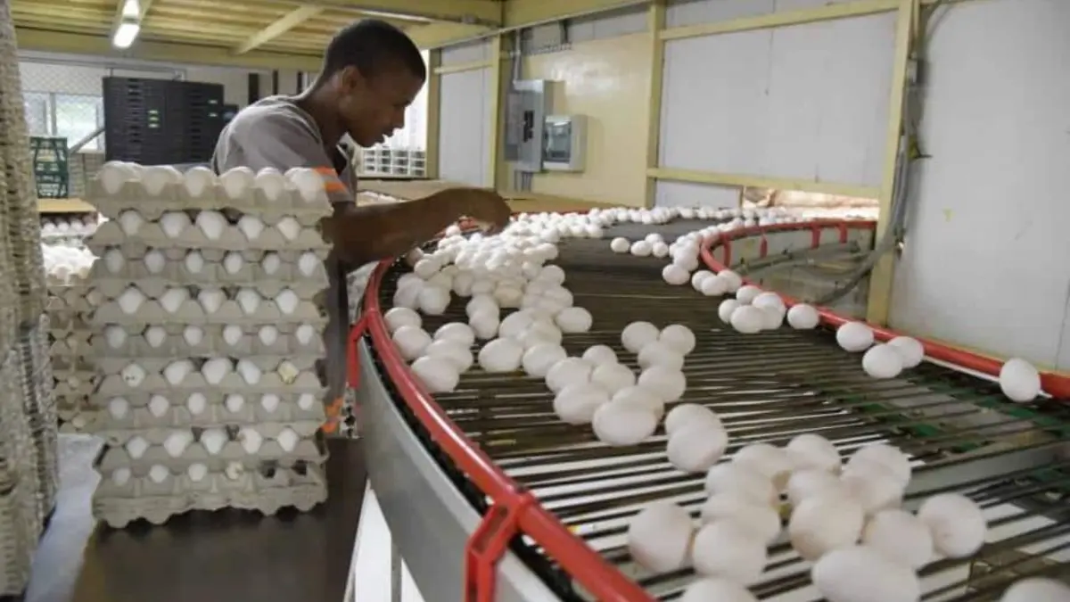 Avicultores aseguran la seguridad de los huevos locales ante crisis de gripe aviar en EE.UU.