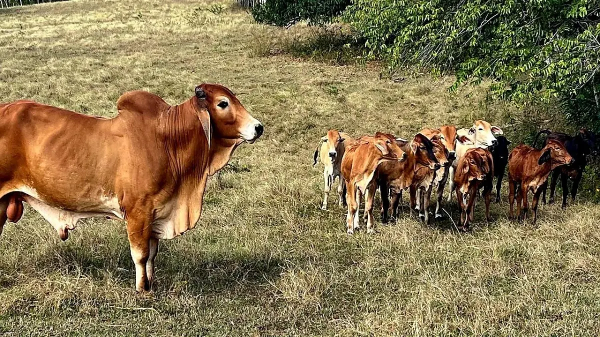 Denunciante retira querella contra acusados de robar 20 toros en Santiago