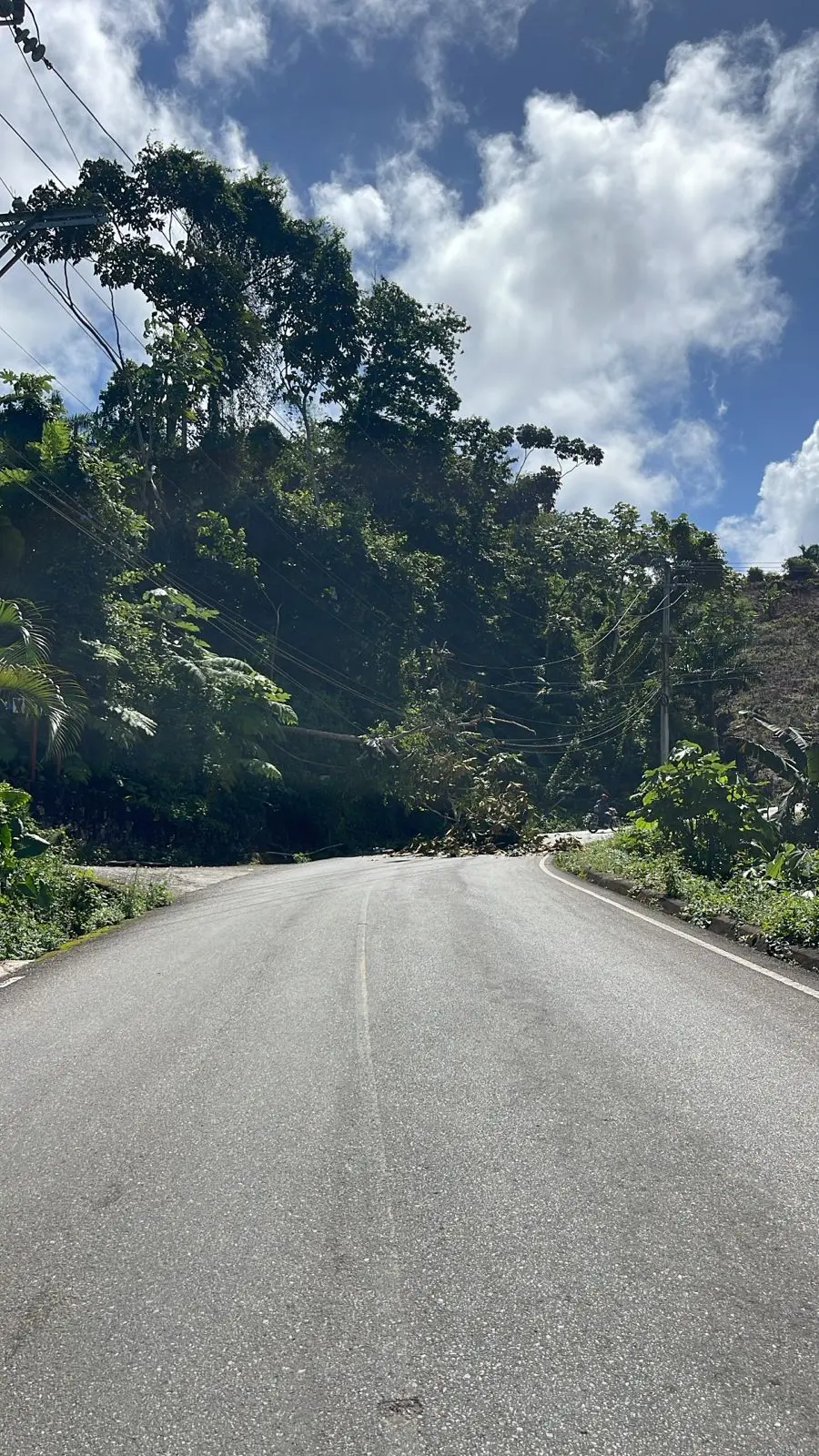 Caída de árbol interrumpe servicio eléctrico en Las Terrenas y El Limón