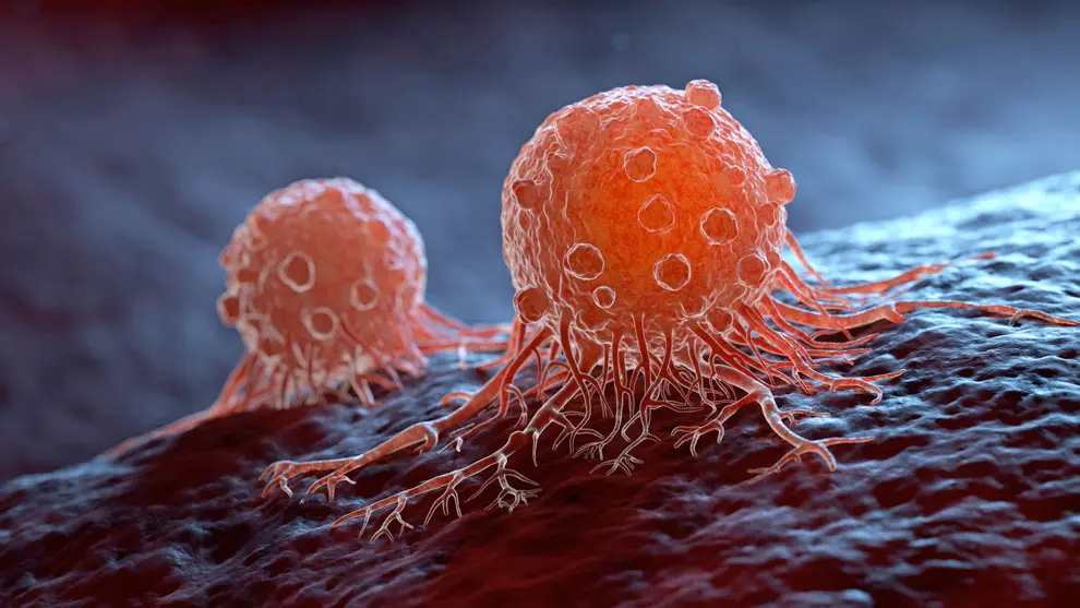 El hongo tóxico de la maldición de Tutankamón, un potente fármaco contra el cáncer