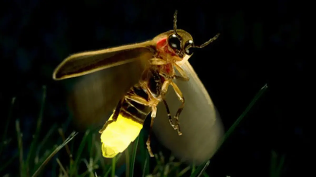 Somos la última generación que verá las luciérnagas, según estudio