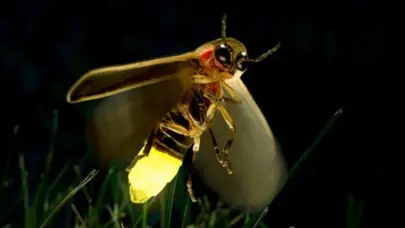 Somos la última generación que verá las luciérnagas, según estudio