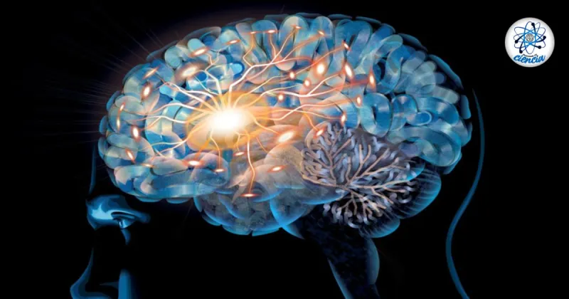 Un estudio muestra cómo las neuronas se organizan para almacenar los recuerdos