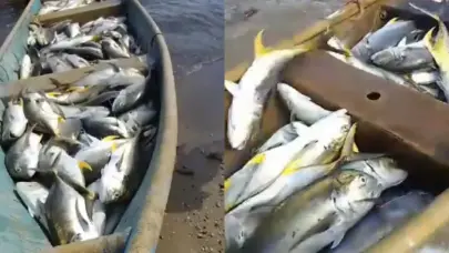 Aseguran pesca milagrosa en Samaná