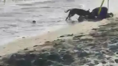 Sin piedad perro pitbull ataca mujer en la playa de Palenque