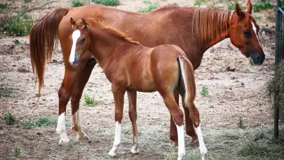 Los caballos, los grandes atletas de la naturaleza gracias a una mutación genética