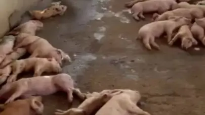 ¿Qué es la peste porcina africana?