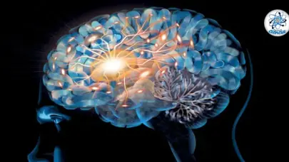 Un estudio muestra cómo las neuronas se organizan para almacenar los recuerdos