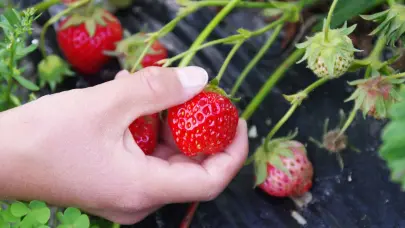 Cinco peligrosas enfermedades que puedes adquirir por ingerir una sola fresa sin desinfectar