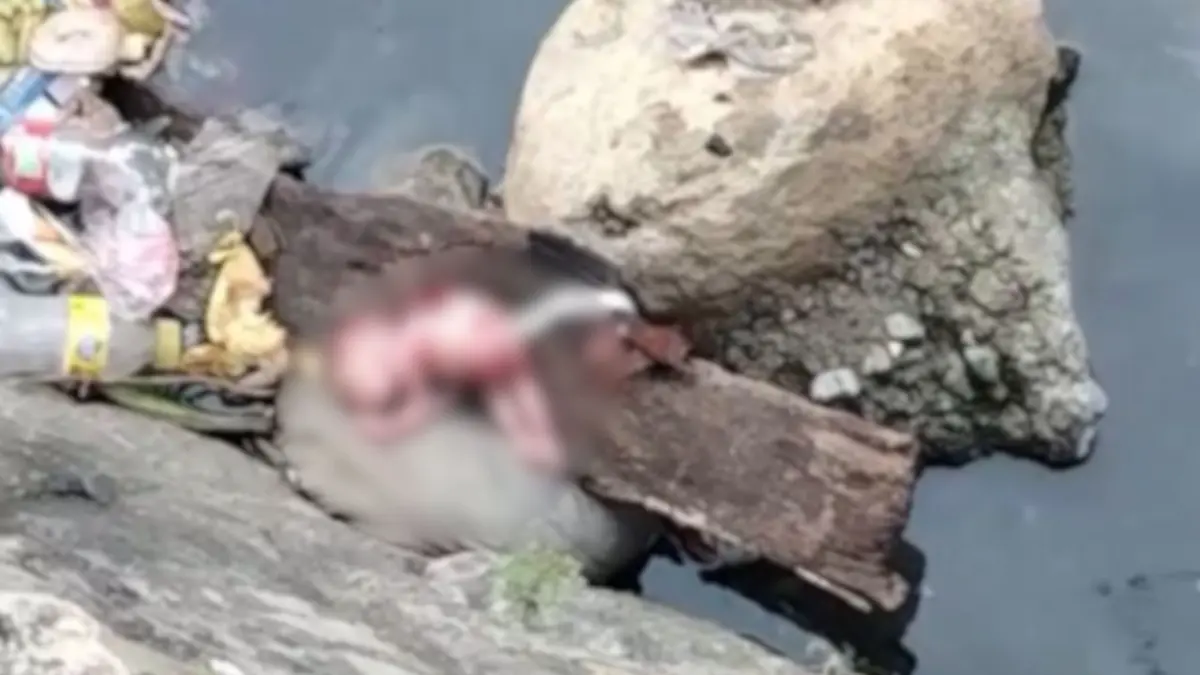 Consternación en Moca: encuentran feto en cañada