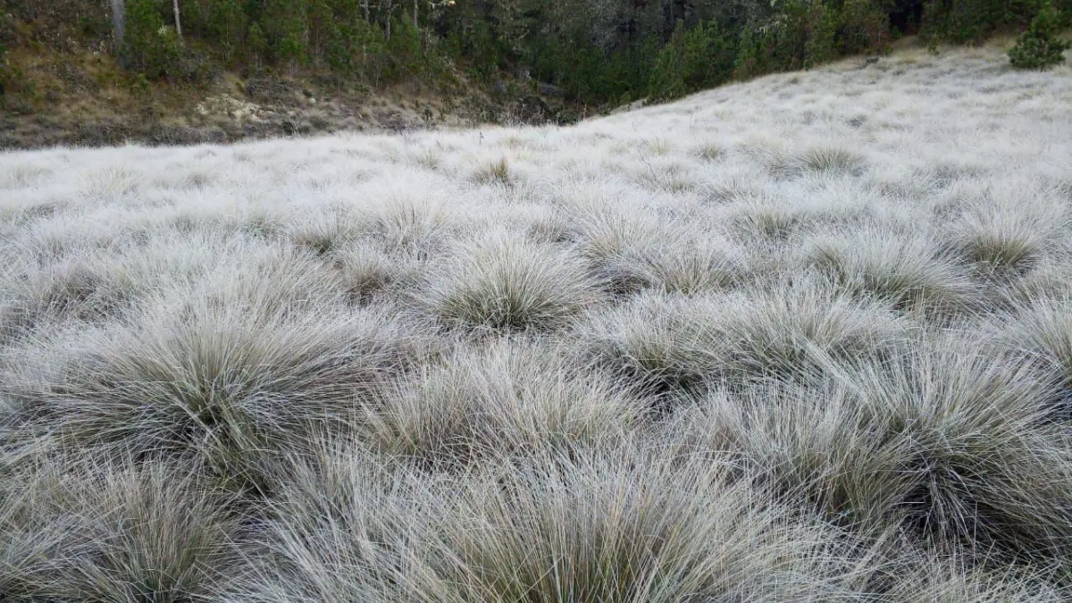 Valle Nuevo en Constanza sigue con temperaturas bajo 0