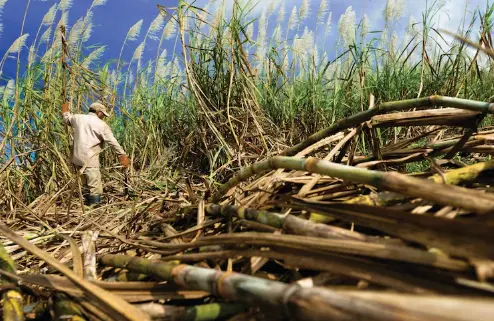 EEUU elimina restricciones a Central Romana  Corporation y reanuda exportación de azúcar
