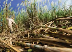 EEUU elimina restricciones a Central Romana  Corporation y reanuda exportación de azúcar