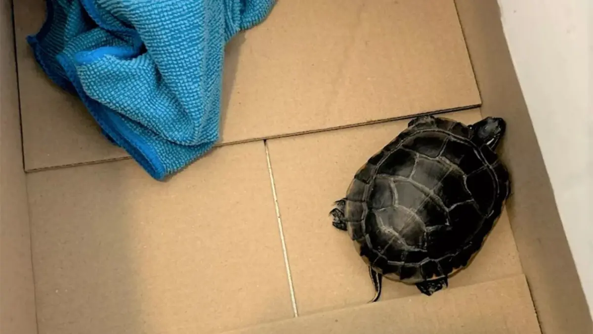 Hombre intenta contrabandear una tortuga en sus pantalones en el aeropuerto de Nueva Jersey