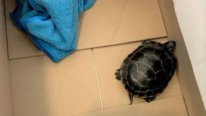 Hombre intenta contrabandear una tortuga en sus pantalones en el aeropuerto de Nueva Jersey