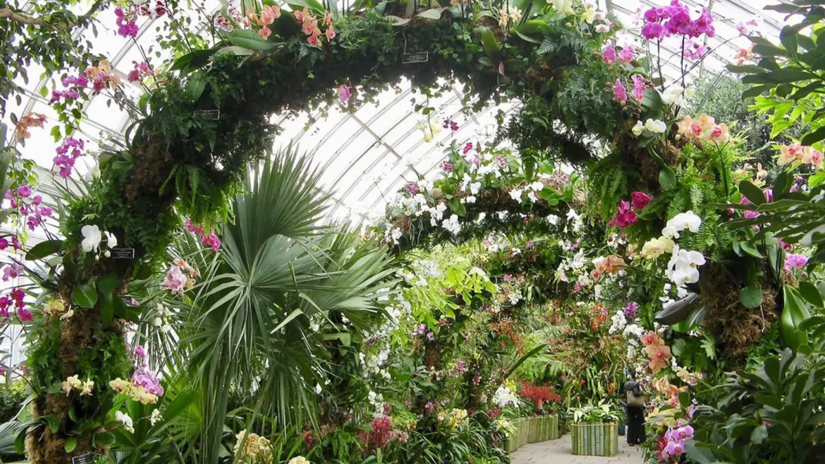 La naturaleza convertida en arte en Festival de Orquídeas en el Jardín Botánico
