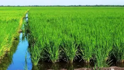 Productores afirman no hay razones para subir el precio del arroz