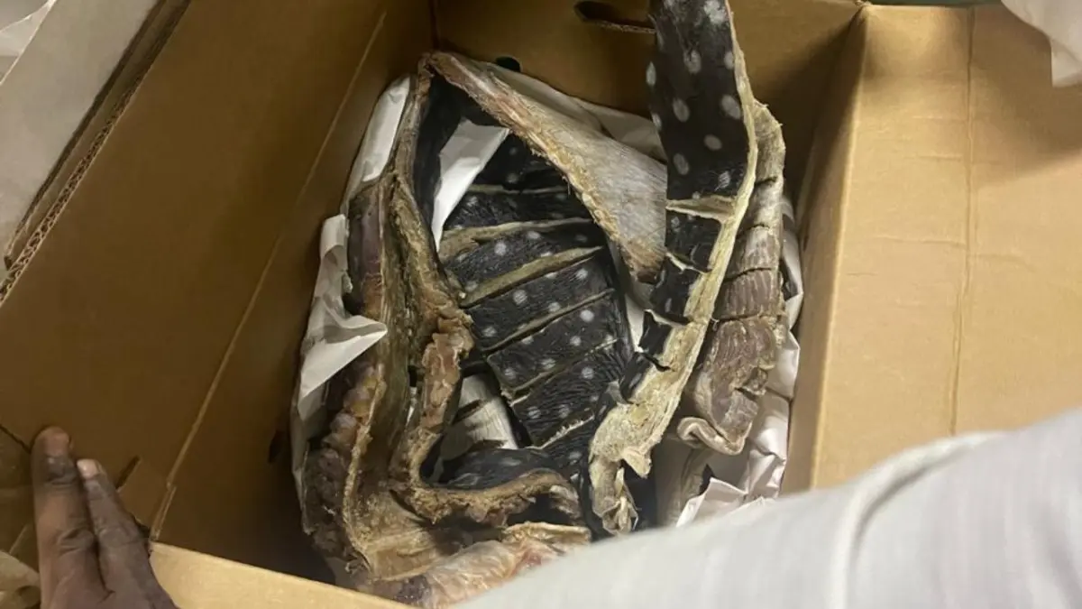 Decomisan 259 libras de tortuga tinglar; la especie está en peligro de extinción