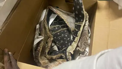 Decomisan 259 libras de tortuga tinglar; la especie está en peligro de extinción  