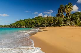 Playa tropical con palmeras y cielo azul