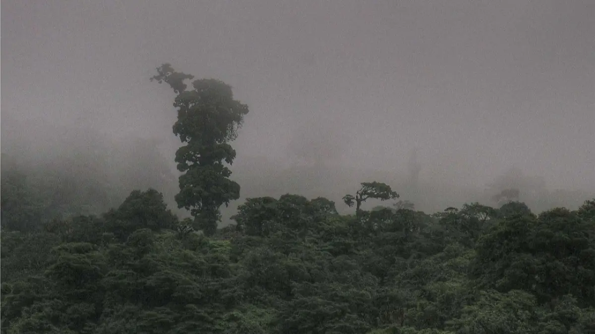 El bosque nuboso de Costa Rica, una joya natural que lucha contra la crisis climática