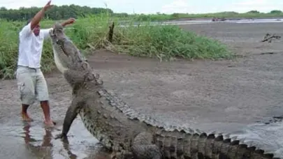 La mayoría de mordeduras de caimán se deben a conductas humanas riesgosas, revela estudio