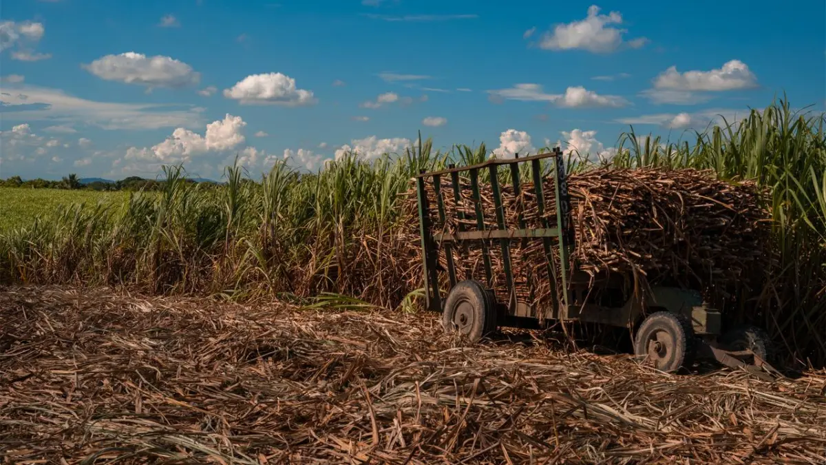 Barceló asegura que el secreto de su ron está en cultivar su propia caña