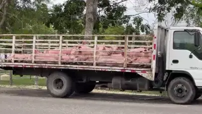Ganadería detiene camión con cerdos en Moca por error en documentación