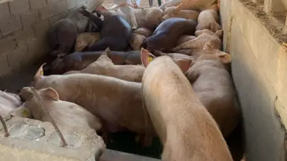 Sacrifican cientos de cerdos por peste porcina; autoridades rechazan compensación