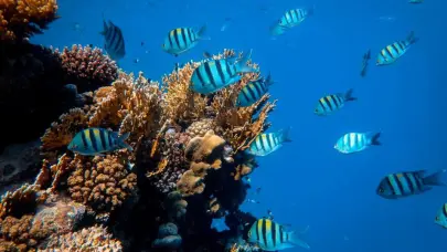 Concluye la conferencia sobre océanos en Corea del Sur con cerca de 300 compromisos