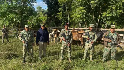 Unidades de drones y patrullas del Ejército localizan ganado reportado como robado en Dajabón
