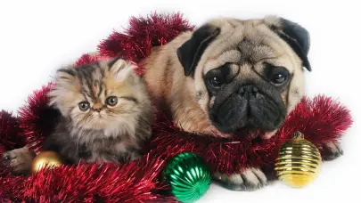 Perros carlinos y gatos persas comparten caras achatadas por la selección artificial