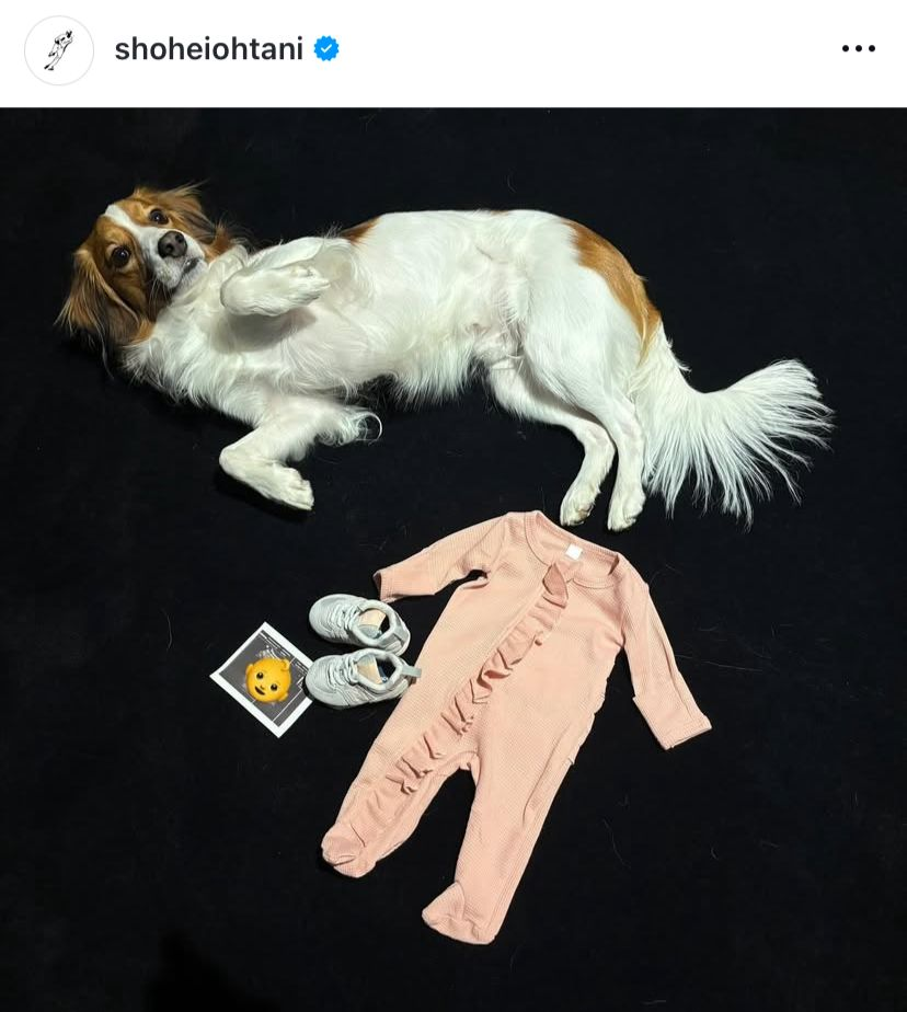 Perro, ropa de bebé, calzado y juguete en el suelo