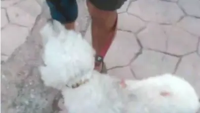 “Me caí dos veces intentando salvar a mi perro”, denuncia anciano tras ataque de un canino en Gazcue