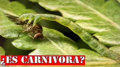 Descubren una nueva oruga carroñera que se viste y decora su casa con restos de sus presas