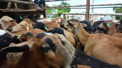 FEDA fomenta la crianza de chivas entre los j&oacute;venes como motor de desarrollo en El&iacute;as Pi&ntilde;a