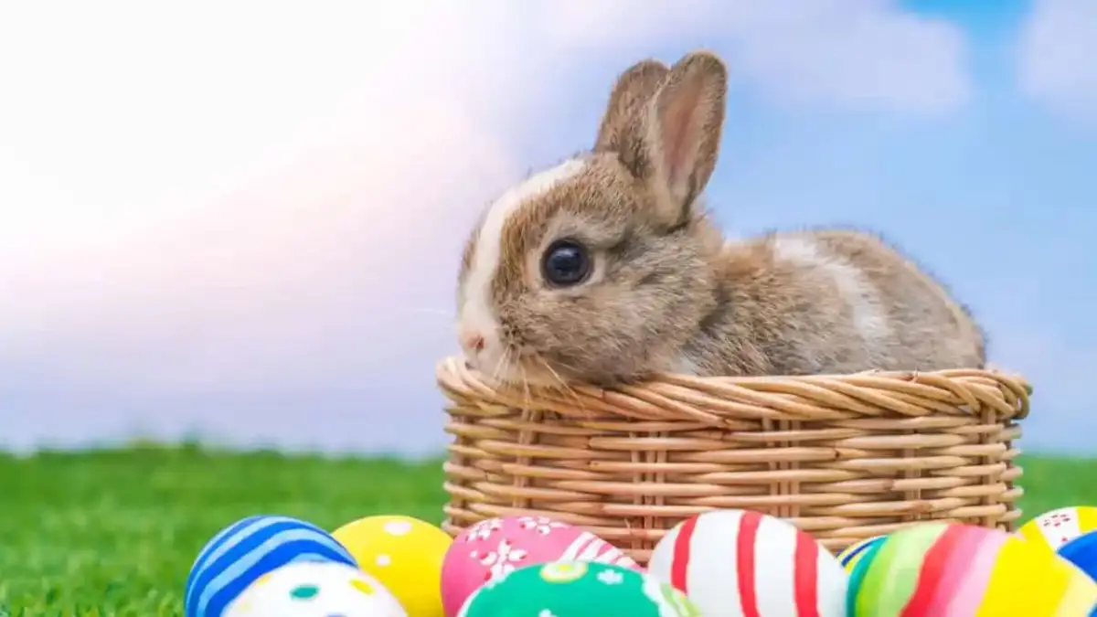 ¿Por qué en algunos países los huevos y los conejos son símbolos de la Pascua?