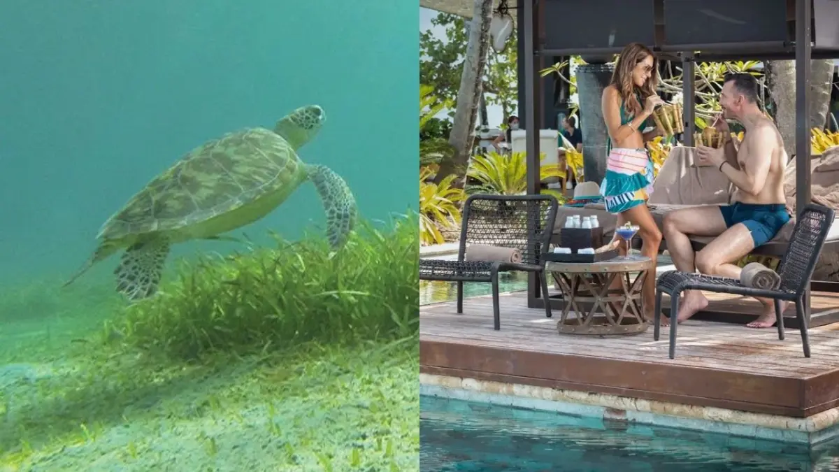 Complejos turísticos de lujo ponen en riesgo los ecosistemas en Puerto Rico