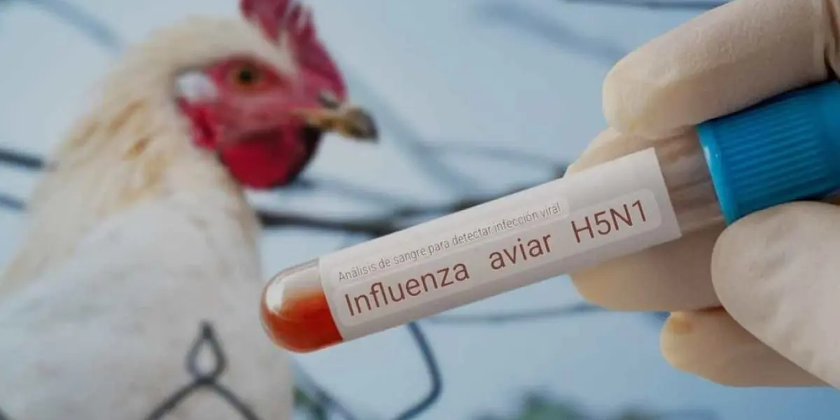 México confirma un primer caso humano de gripe aviar