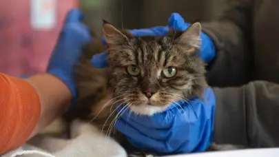 Gata sobrevive 23 días atrapada bajo el suelo alimentándose de insectos y cerveza